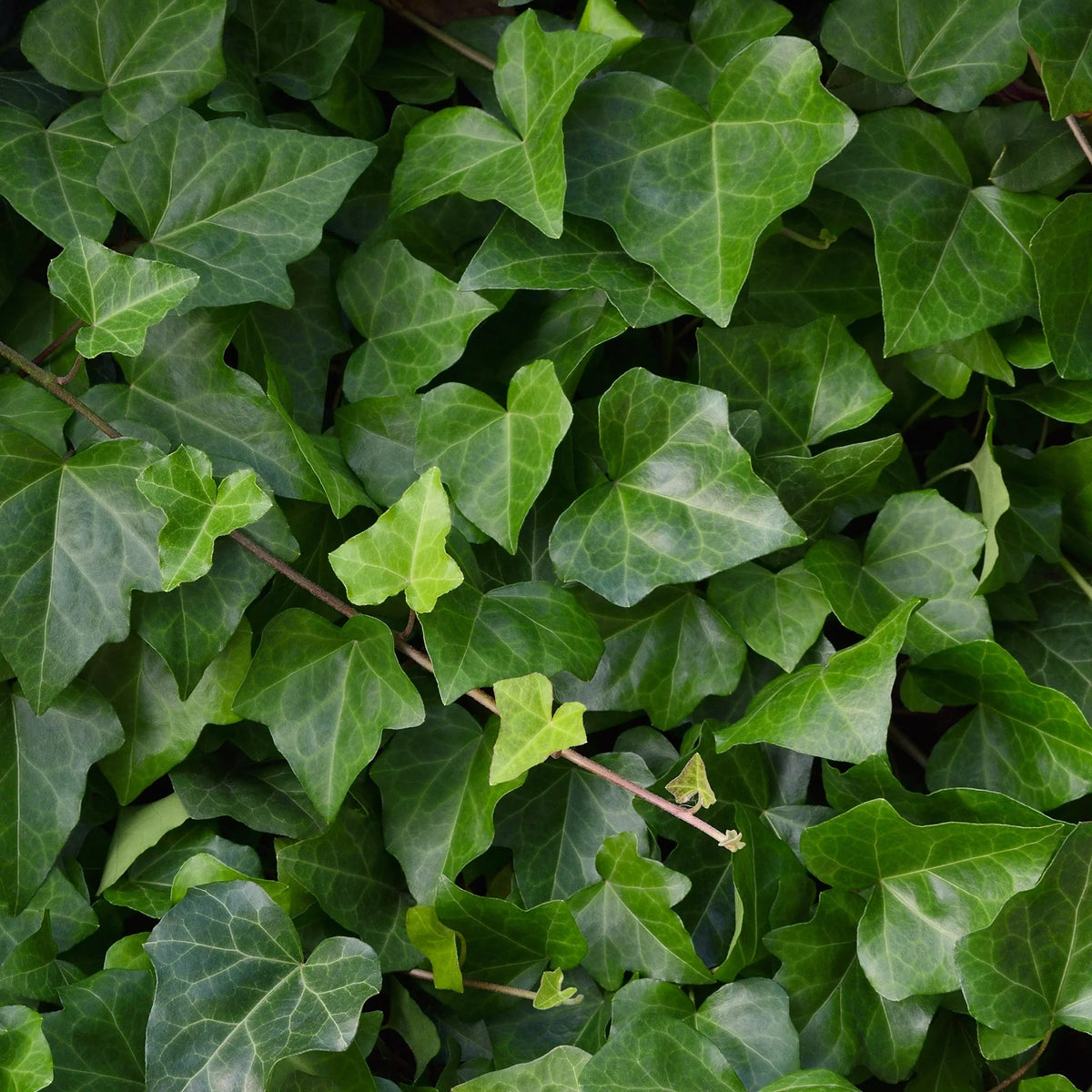 Tipps zur Düngung von Efeu (Hedera)