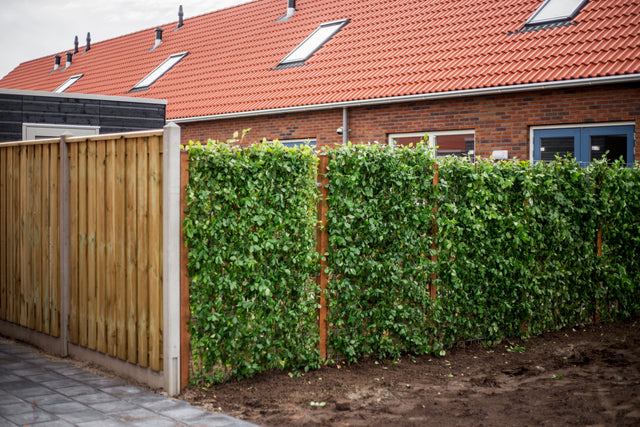 Privatsphäre in Ihrem Garten: Von neugierigen Nachbarn zu grünen Wänden