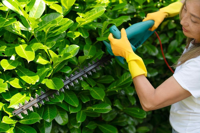 Buchenhecke pflegen: Anleitung für Gartenbesitzer