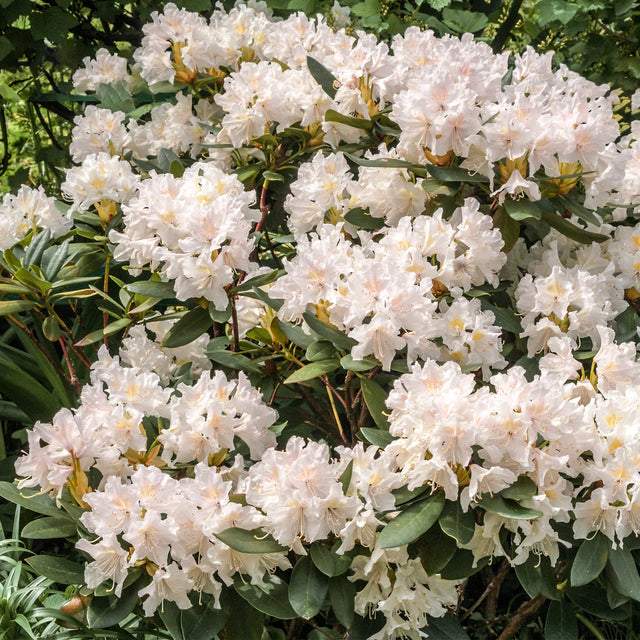 Die Wachstumszeit des Rhododendrons