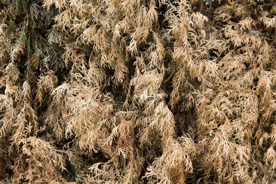 Koniferen werden braun oder gelb: 9 Ursachen, Maßnahmen und Vorbeugung