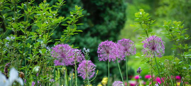 Pflastersteine raus, Grün rein: 4 Gründe, den gepflasterten Garten loszuwerden