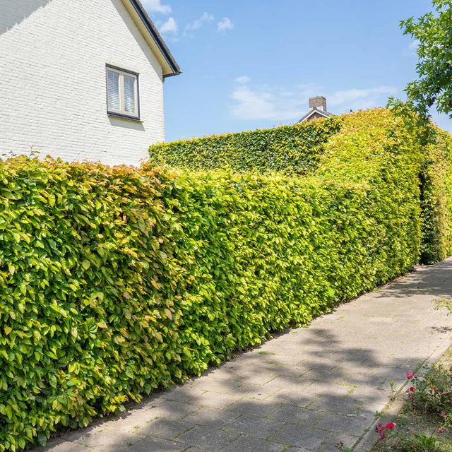 Wie fördert man das Wachstum einer Buchenhecke?