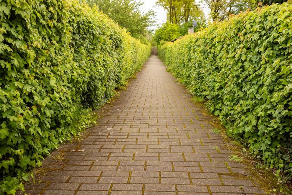 Hainbuche pflanzen in 6 Schritten