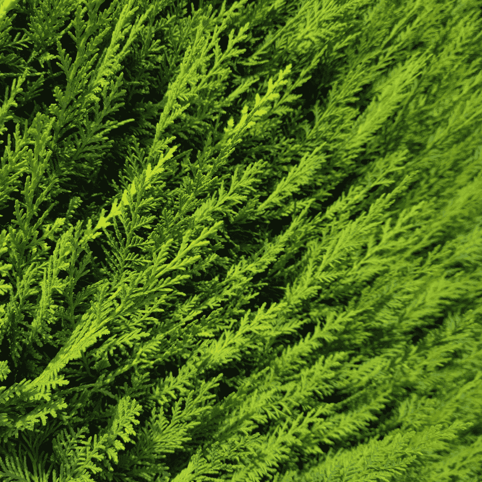 Leylandii schneiden: Der komplette Ratgeber