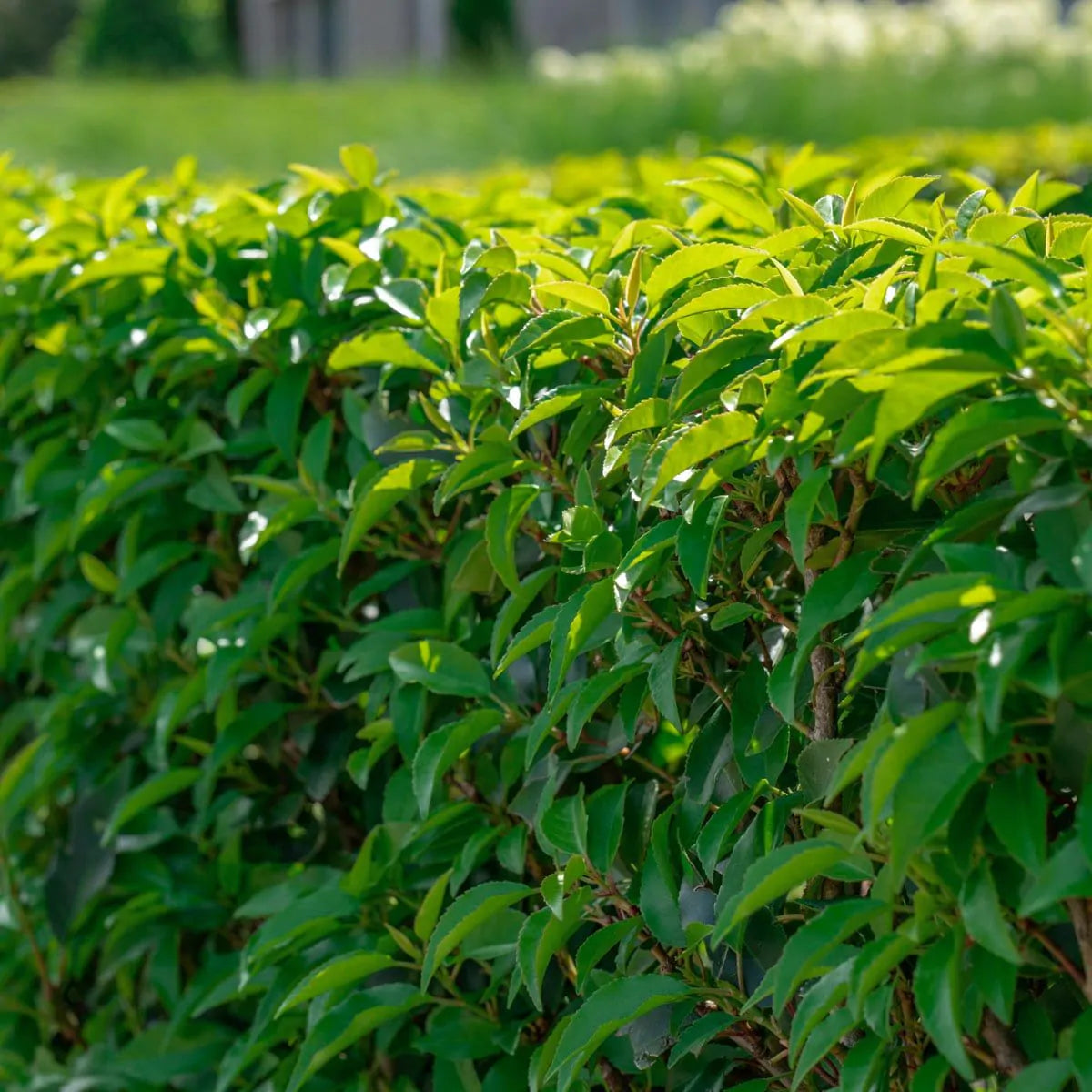 Ist eine Lorbeerhecke giftig? Alles, was Sie wissen müssen