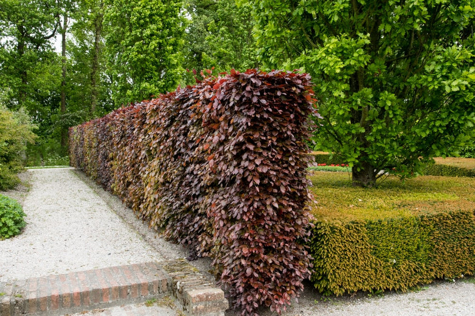 Blutbuchen-Hecke pflanzen: 5 Tipps