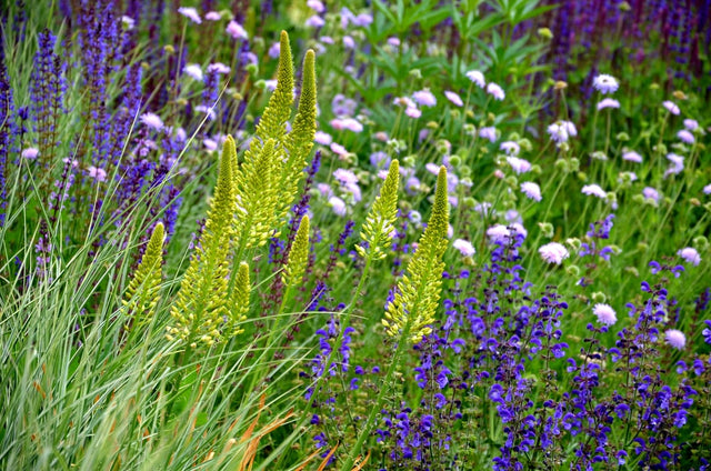 Die besten Pflanzen für Gartenbeete