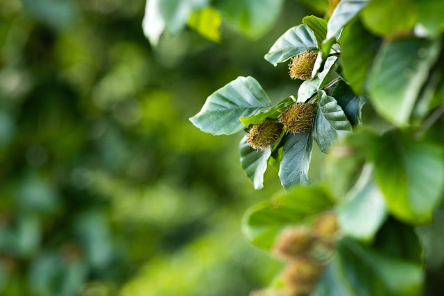 Blütezeit der Buchenhecke