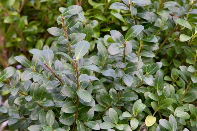 Die Nachteile der Japanischen Stechpalme (Ilex crenata)