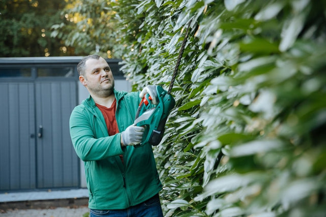 Kirschlorbeer schneiden im Oktober