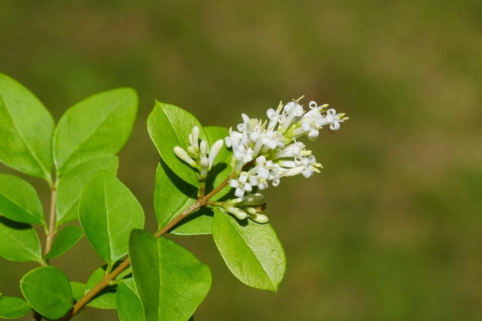 Welche Krankheiten kann die Ligusterhecke bekommen?