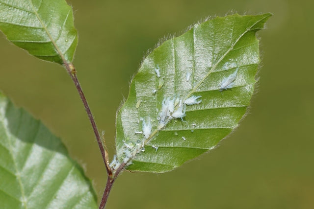 Weiße Läuse auf Buchenhecken