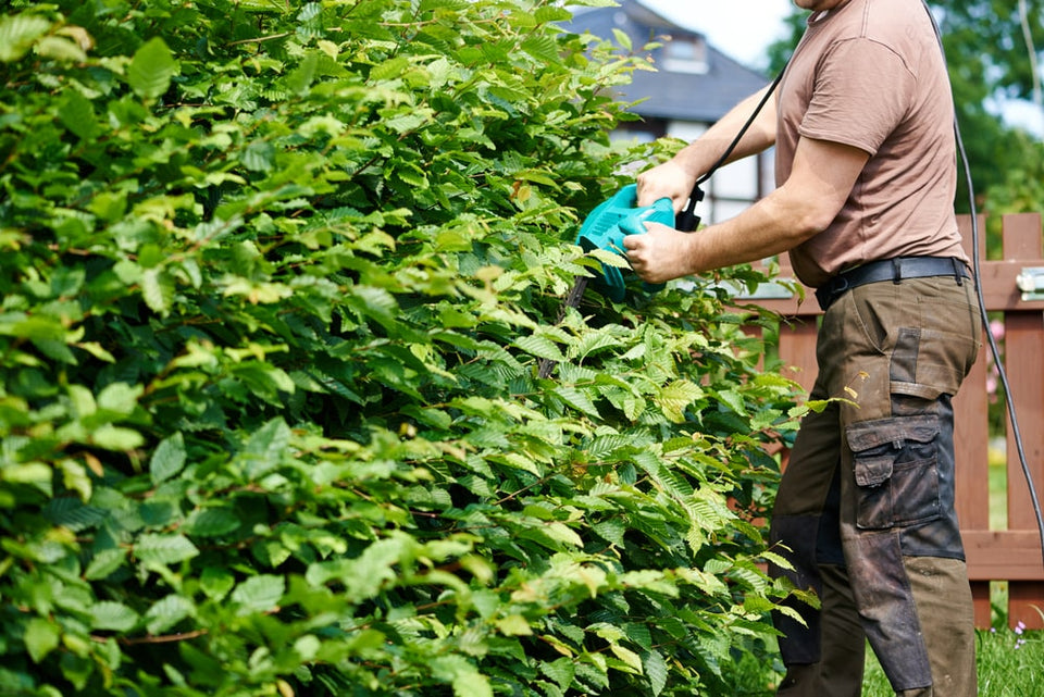 So schneiden Sie eine Buchenhecke zurück