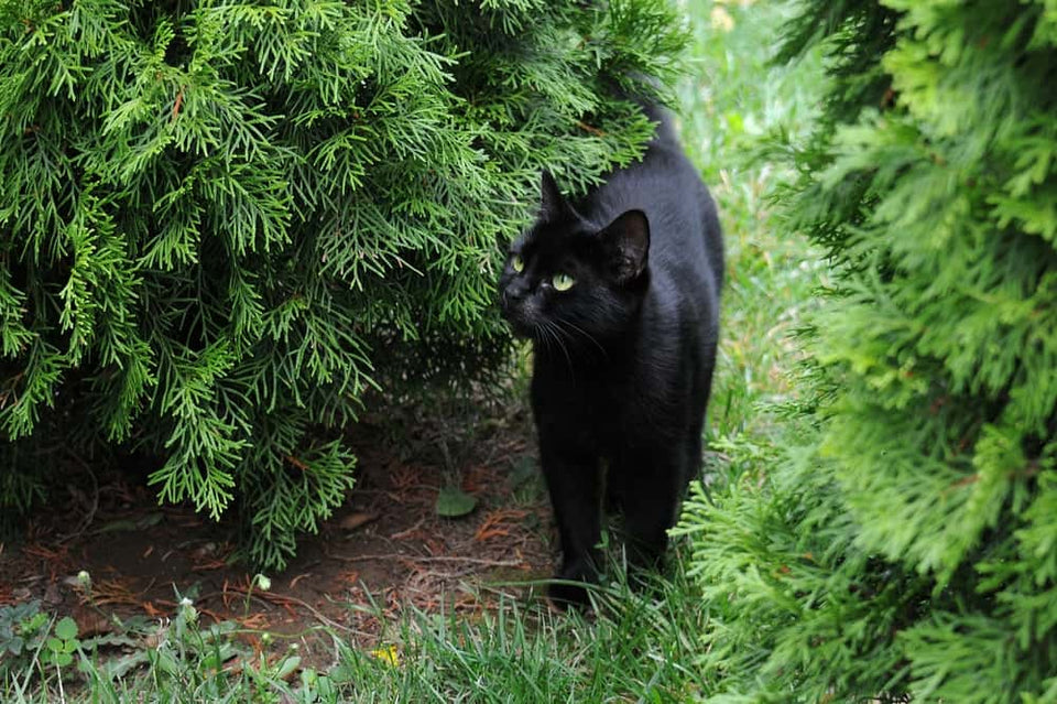 Alles, was Sie über die Giftigkeit von Thuja wissen müssen