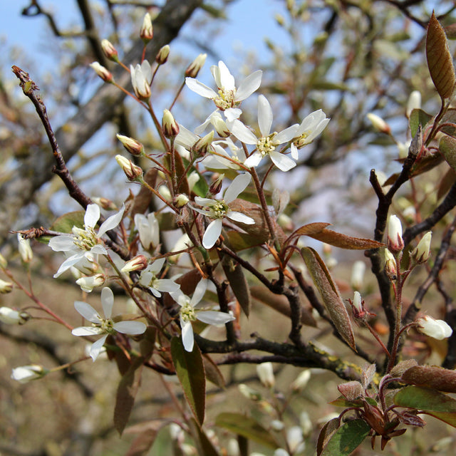 Krentenboom