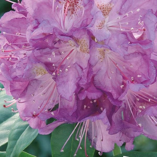 Rhododendron Catawbiense Grandiflorum