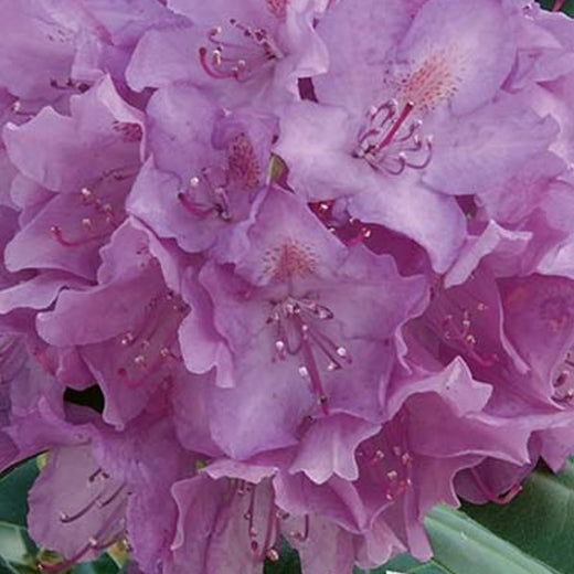 Rhododendron Roseum Elegans