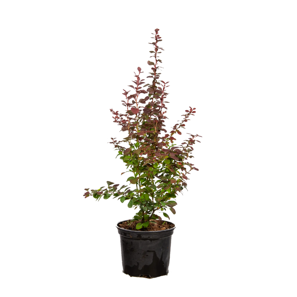 Rote Berberitze