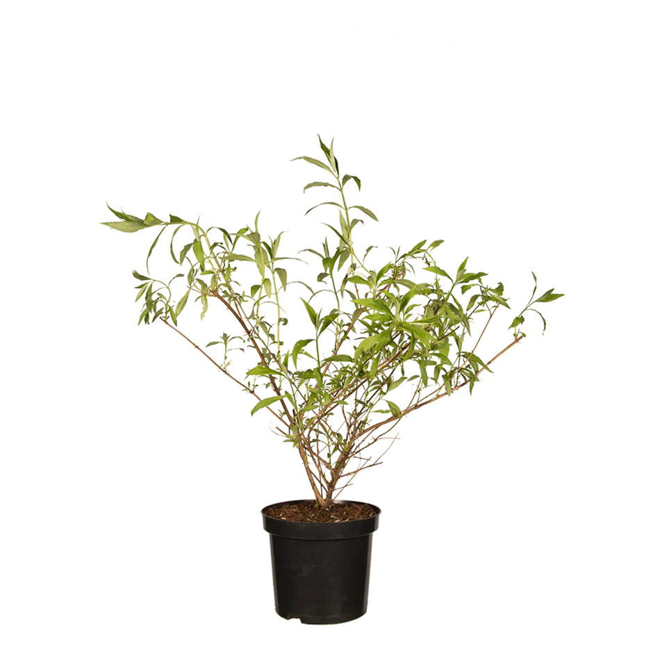 Schmetterlingsstrauch Nanho Blue