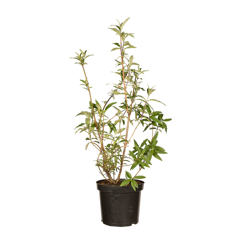 Schmetterlingsstrauch Royal Red