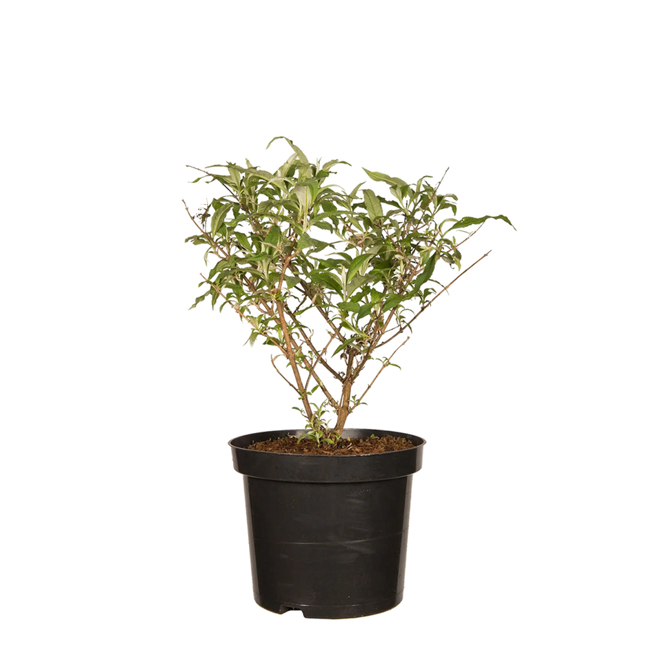 Schmetterlingsstrauch White Profusion
