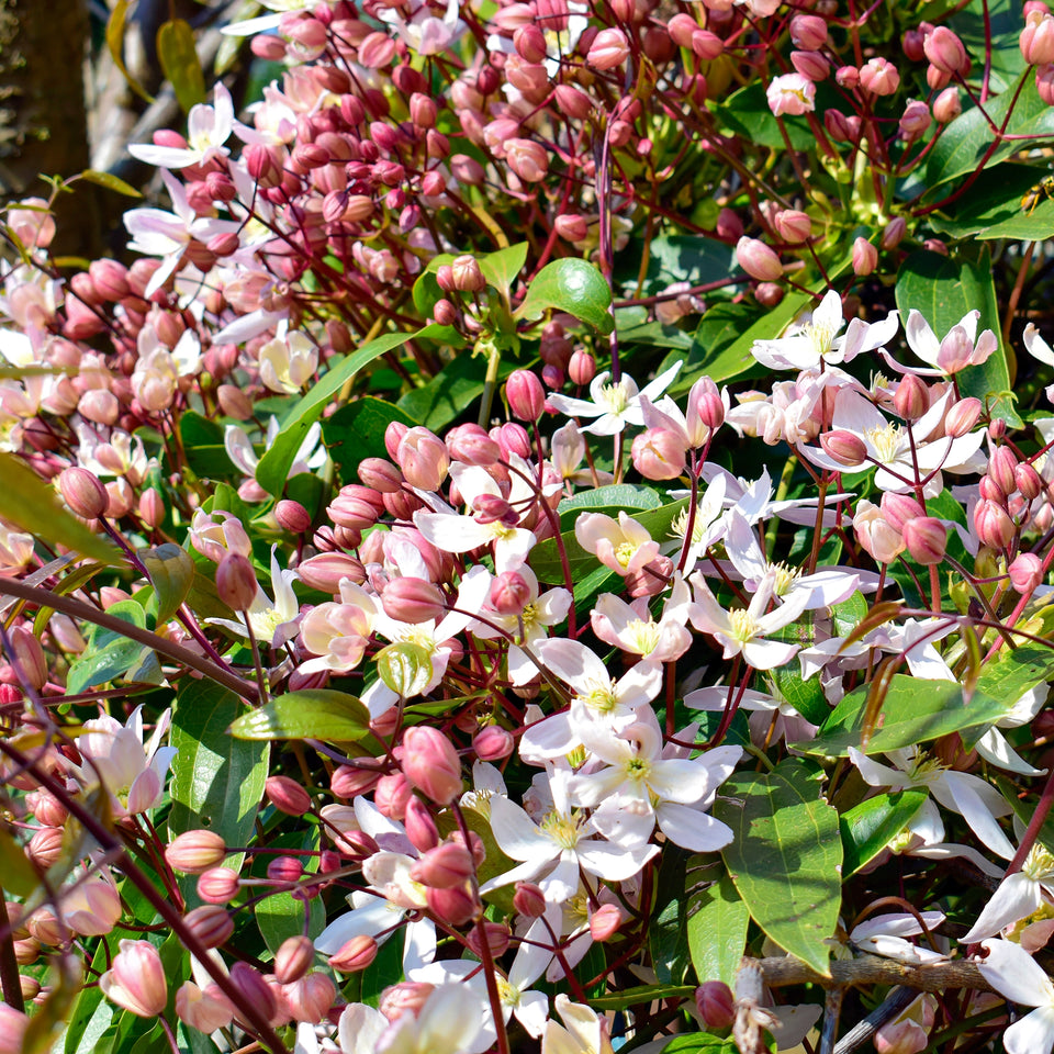 Immergrüne Waldrebe Apple Blossom
