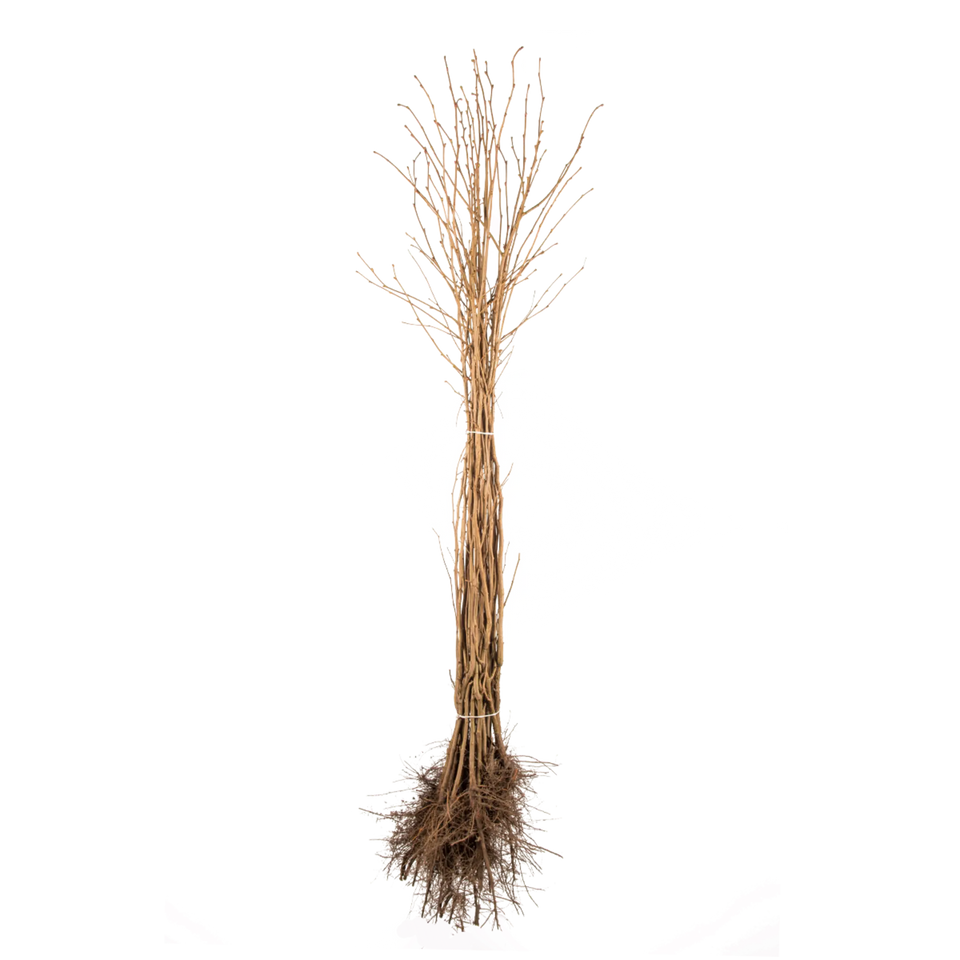 Gewöhnliche Hasel