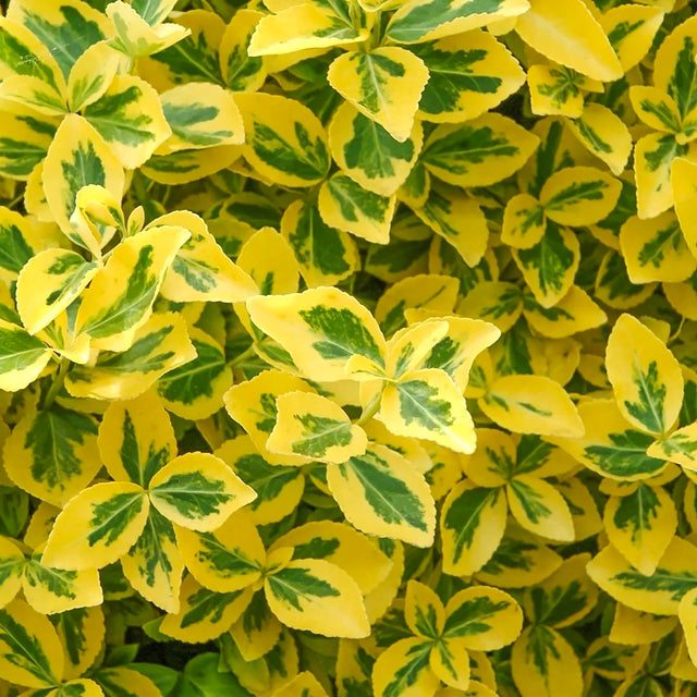 Kriechspindel 'Emerald 'n Gold'