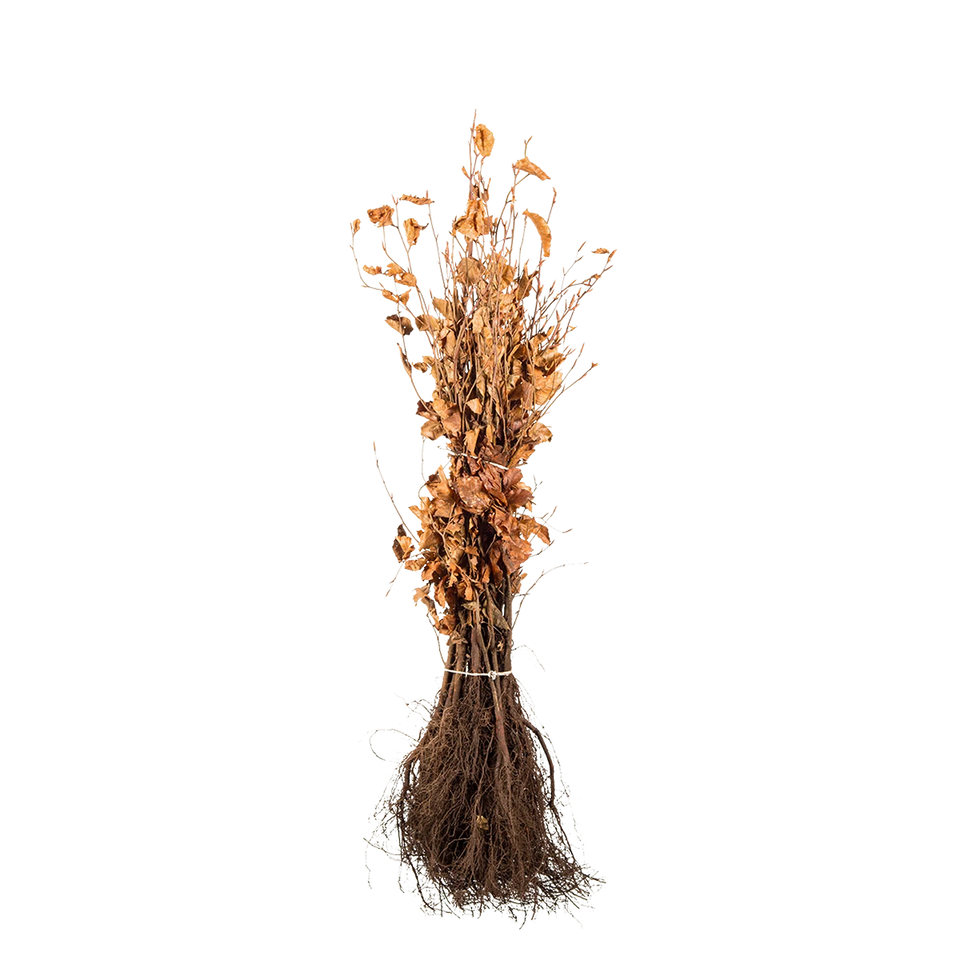 Blutbuche