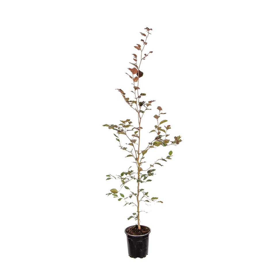 Blutbuche