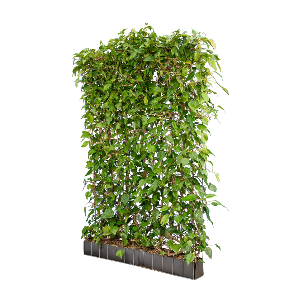 Kaukasischen Efeu fertige Hecke