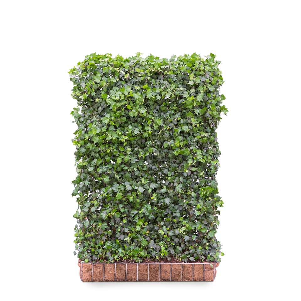 Gemeiner Efeu Green Ripple
