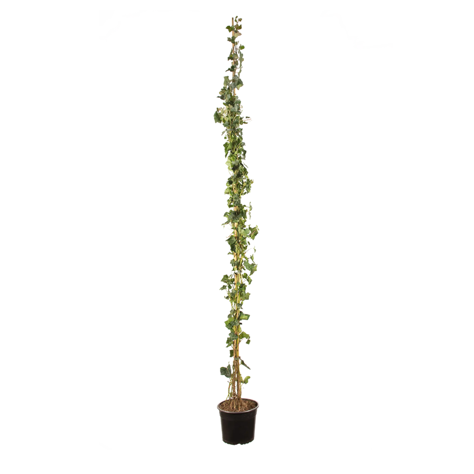 Großblättriger Efeu