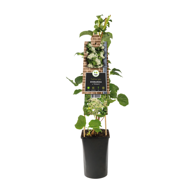 Kletterhortensie