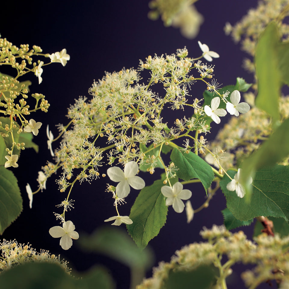 Kletterhortensie