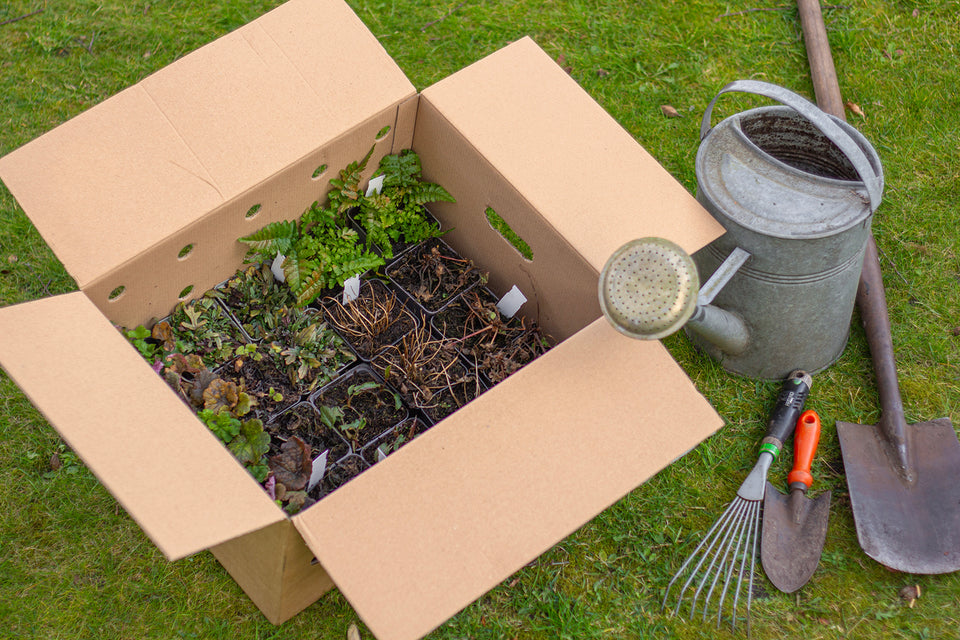 Staudenbeet Paket Duftend