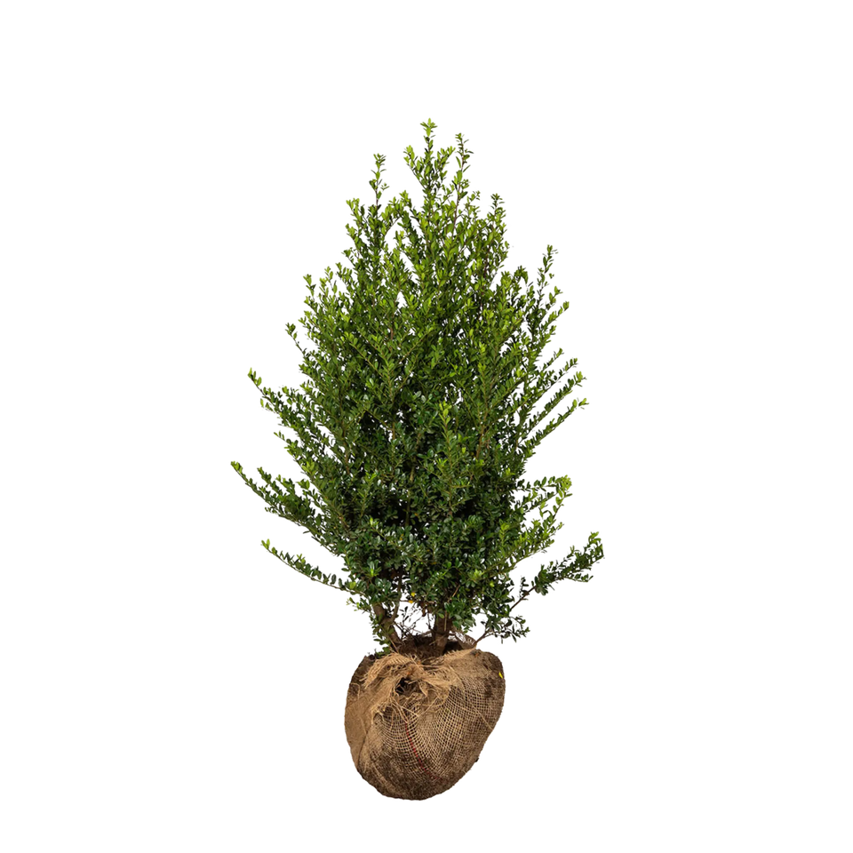 Japanische Stechpalme Dark Green®