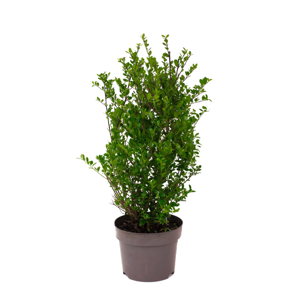 Japanische Stechpalme Dark Green®
