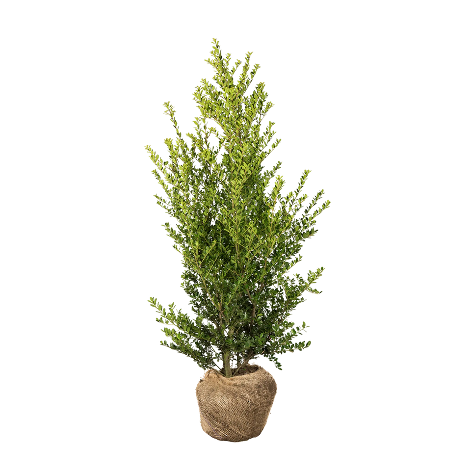 Japanische Stechpalme Green Hedge