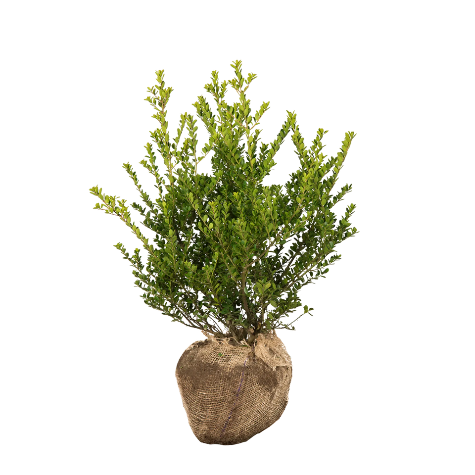 Japanische Stechpalme Green Hedge