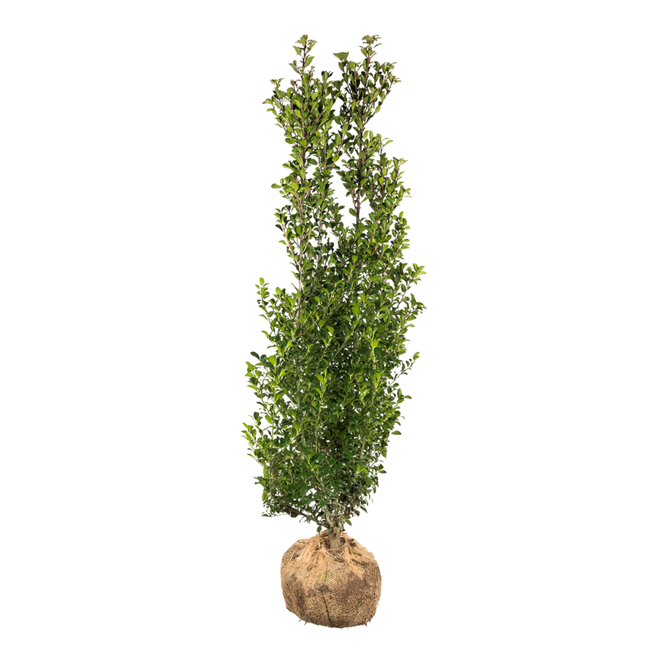 Stechpalme Heckenstar