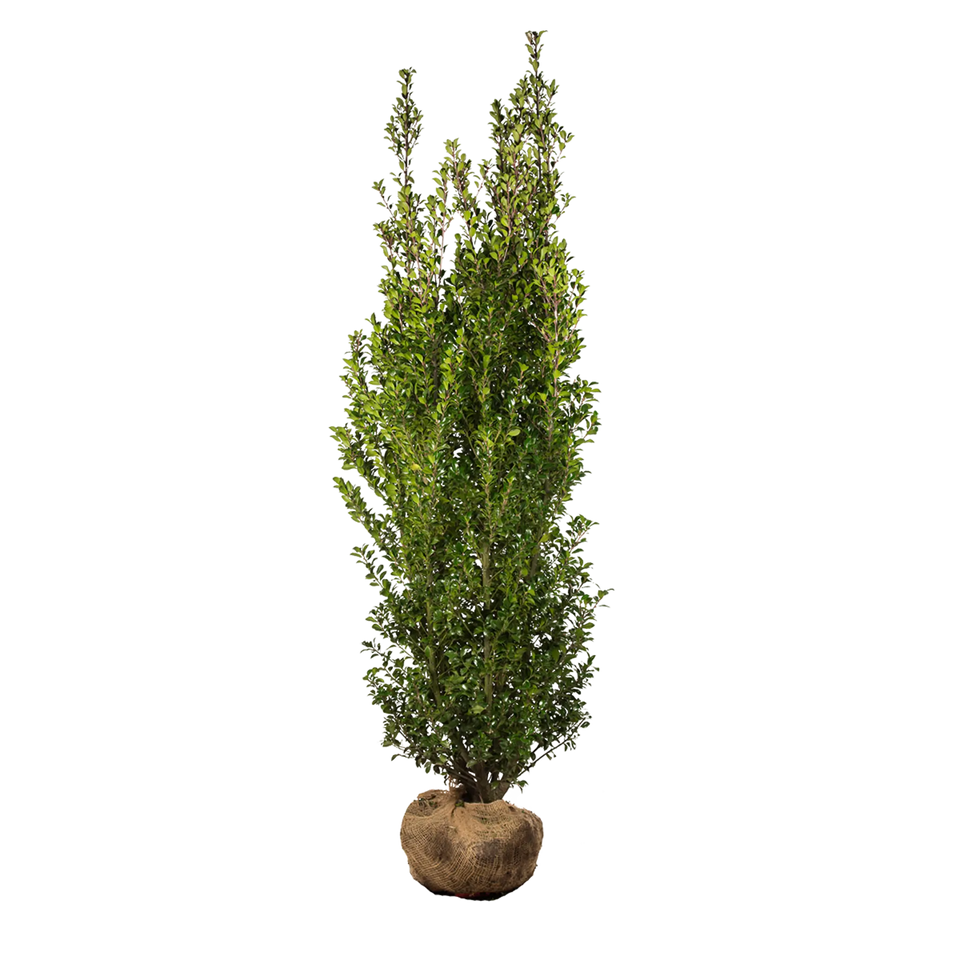 Stechpalme Heckenstar