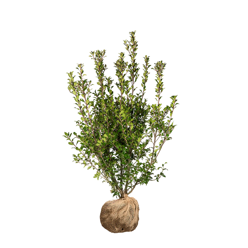 Stechpalme Heckenstar