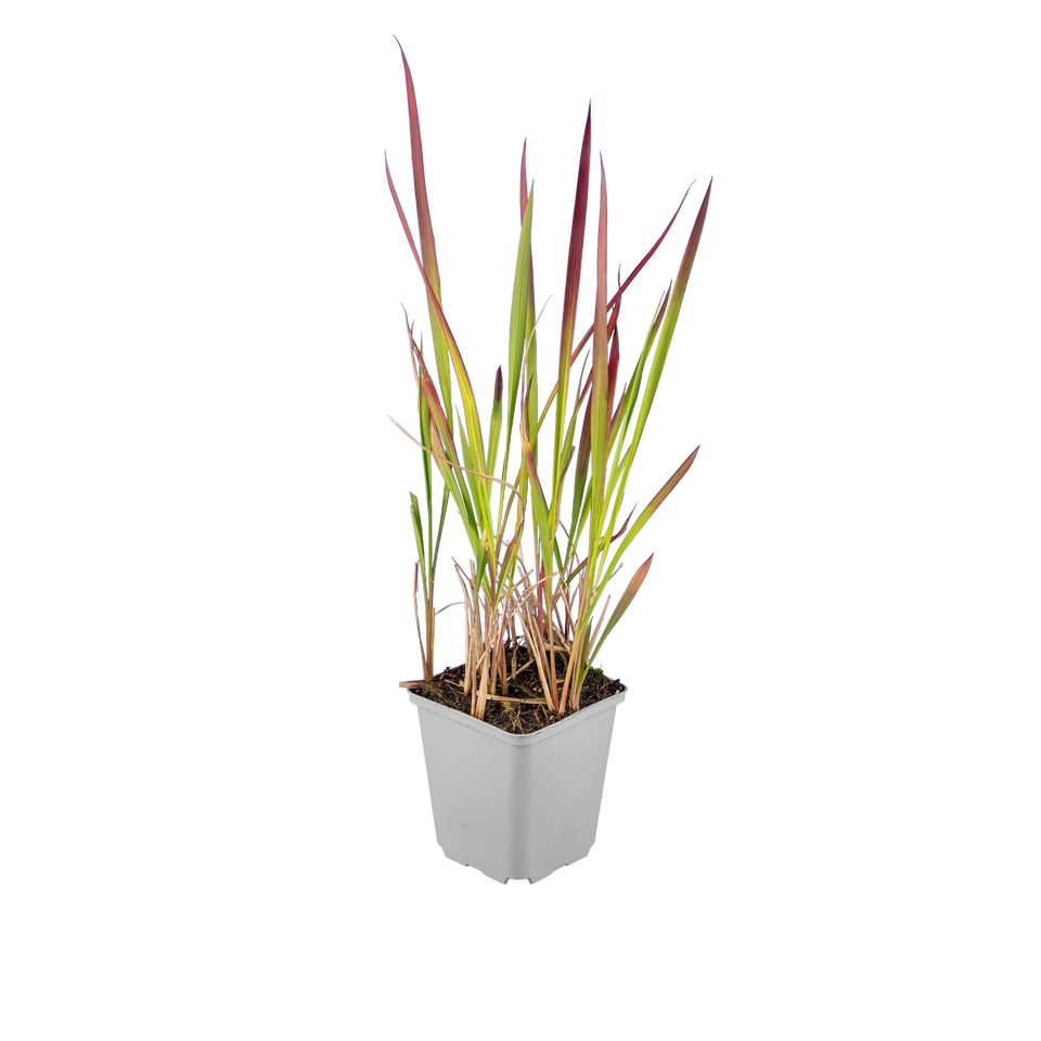Japanisches Blutgras