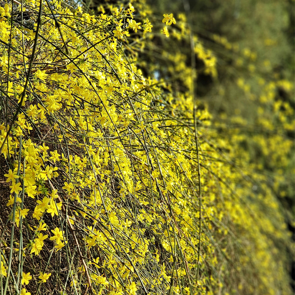 Winterjasmin