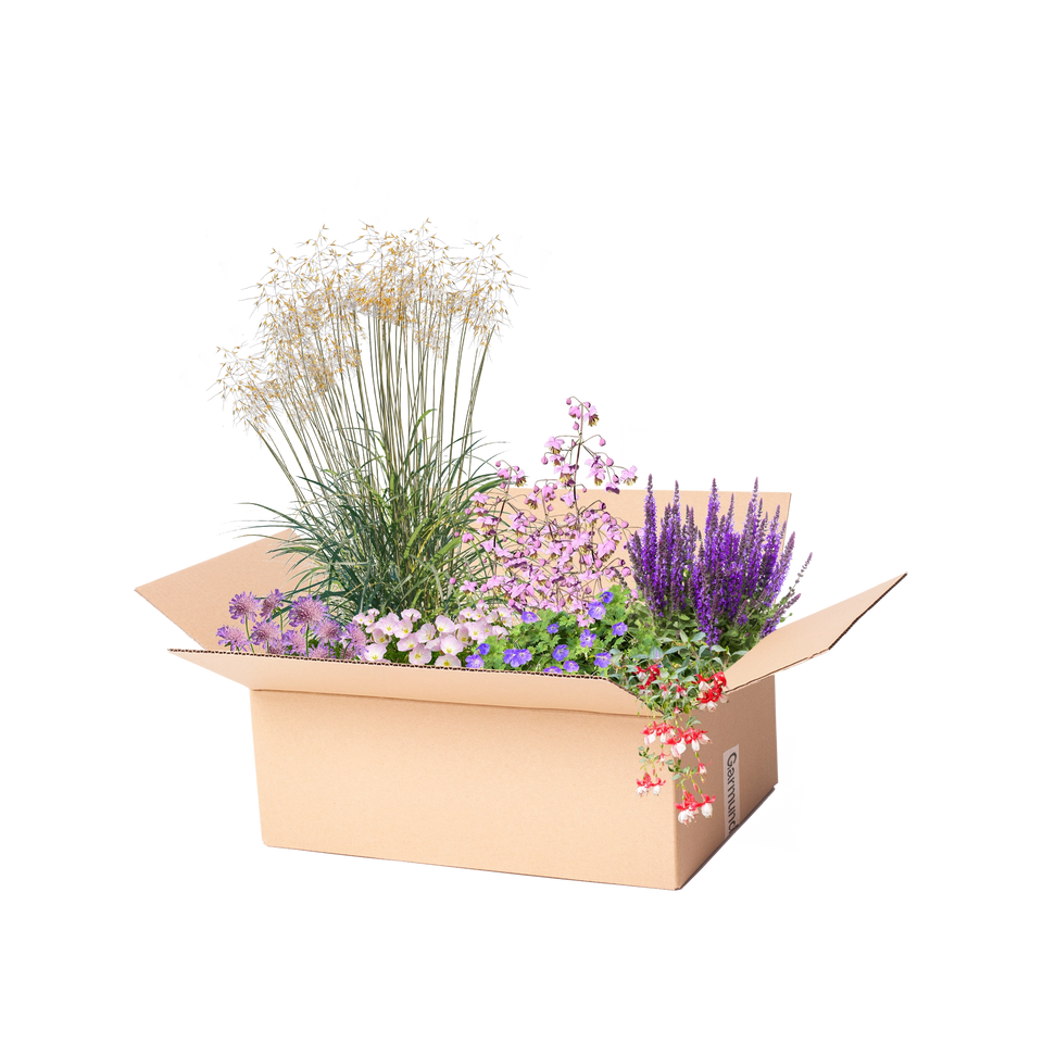Staudenbeet Paket Langblühend