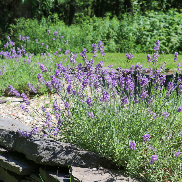 Lavendel Dwarf Blue