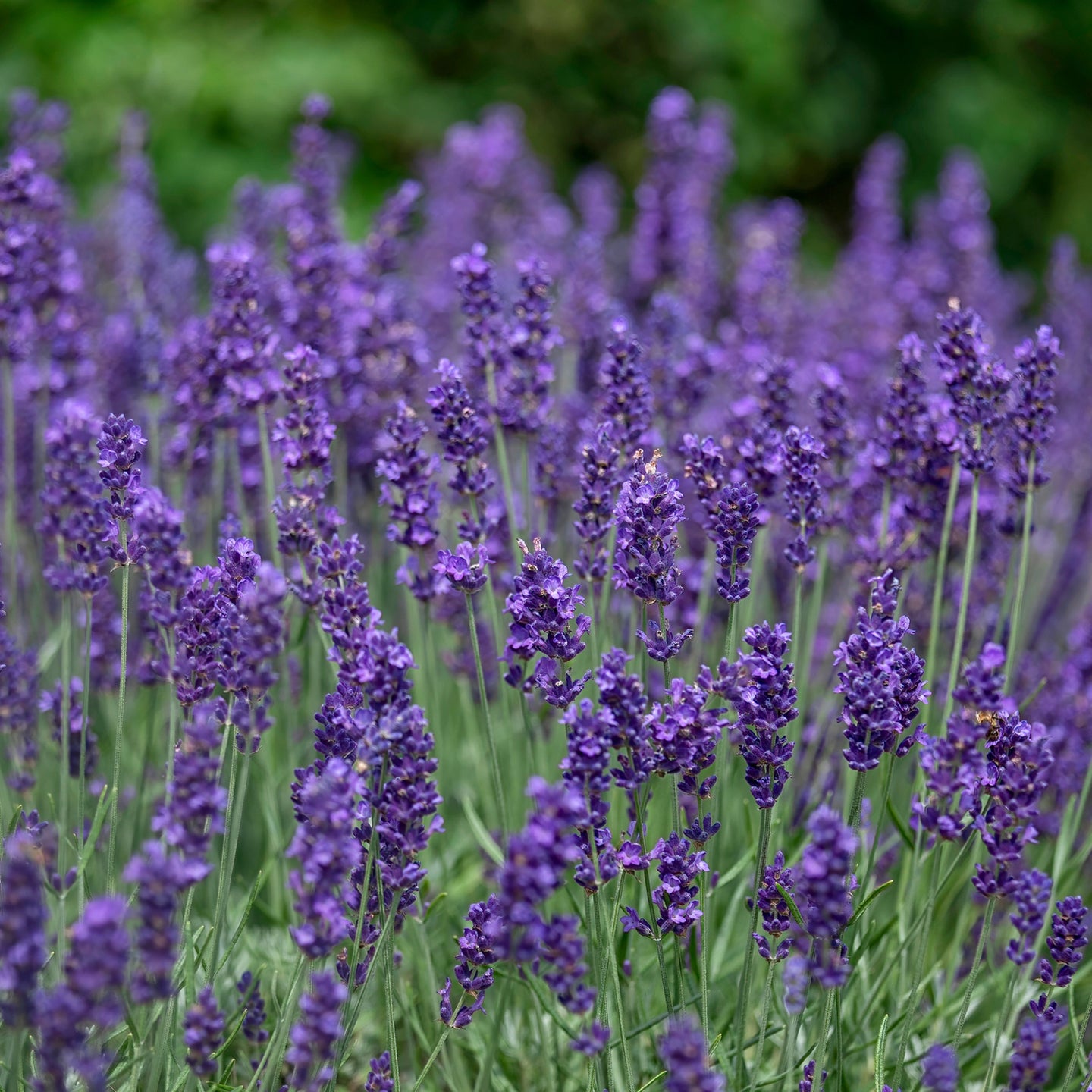 Lavendel Hidcote