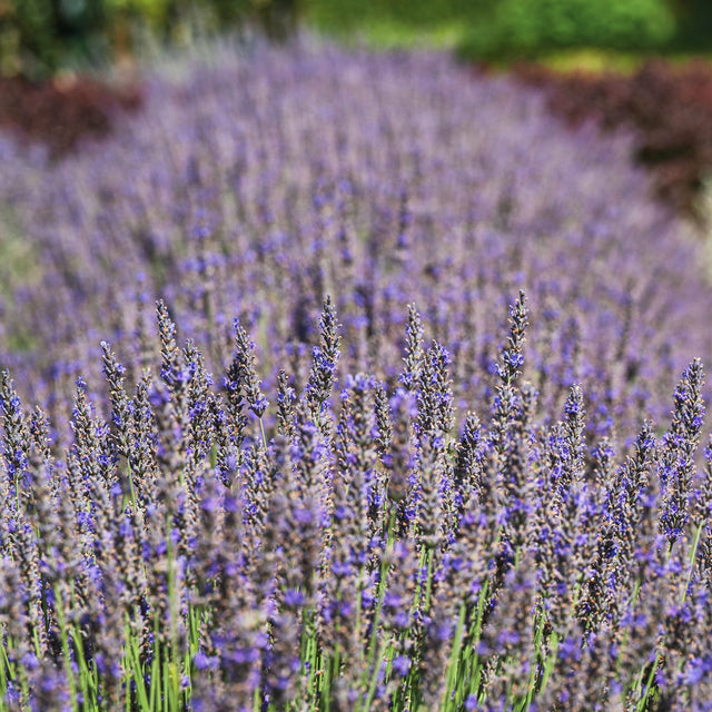 Lavendel Munstead